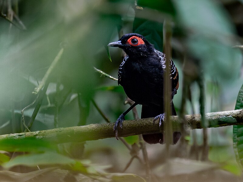 Reddish-winged Bare-eye (Phlegopsis erythroptera) photo