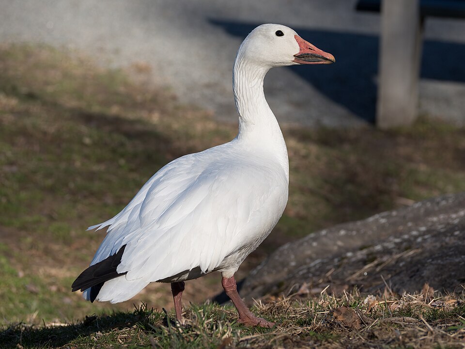 Snow Goose (Anser caerulescens)