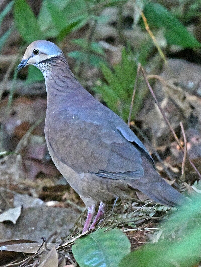 Lined Quail-Dove (Zentrygon linearis) photo