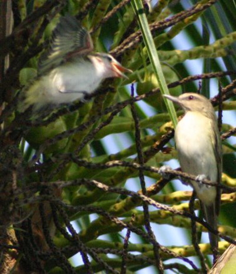 Black-whiskered Vireo (Vireo altiloquus) photo