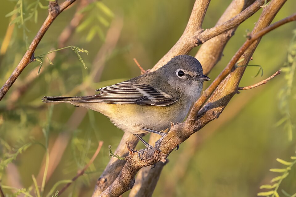 Cassin's Vireo (Vireo cassinii)