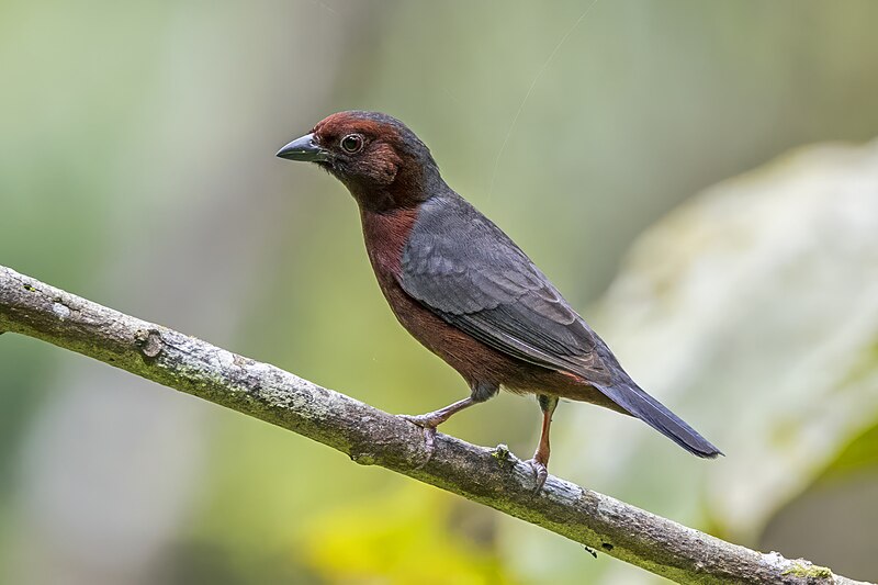 Chestnut-breasted Nigrita (Nigrita bicolor) photo