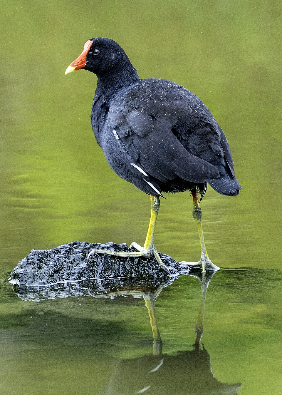 Common Gallinule (Gallinula galeata)