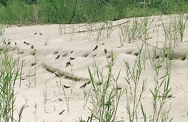 Congo Martin (Riparia congica) photo