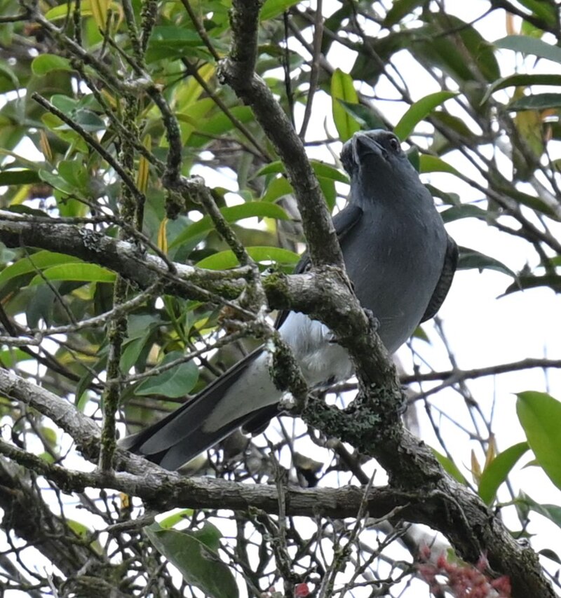 Malayan Cuckooshrike (Coracina larutensis) photo