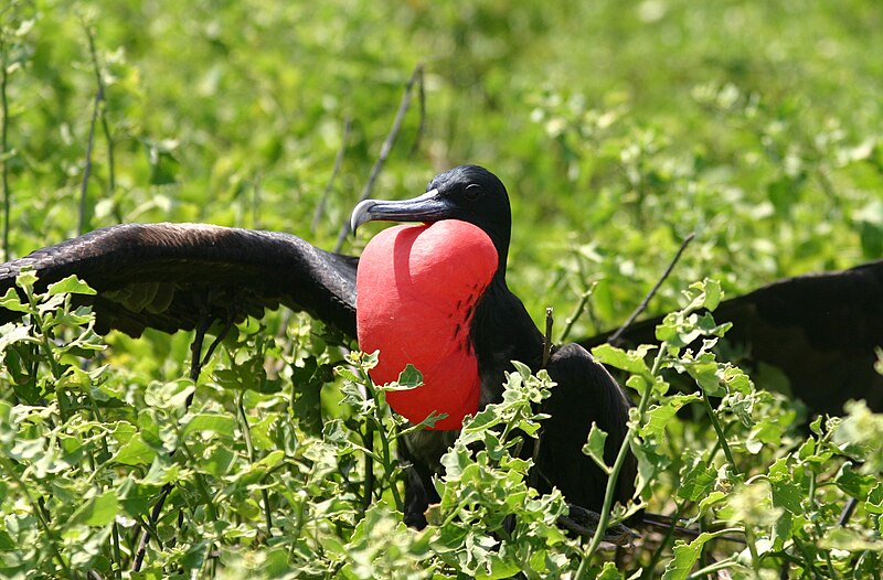 Great Frigatebird (Fregata minor) photo