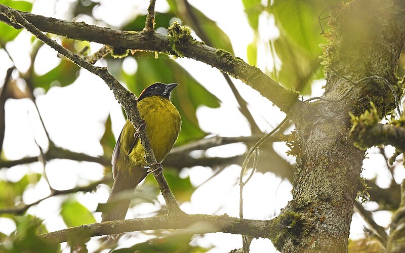Moustached Brushfinch (Atlapetes albofrenatus) photo
