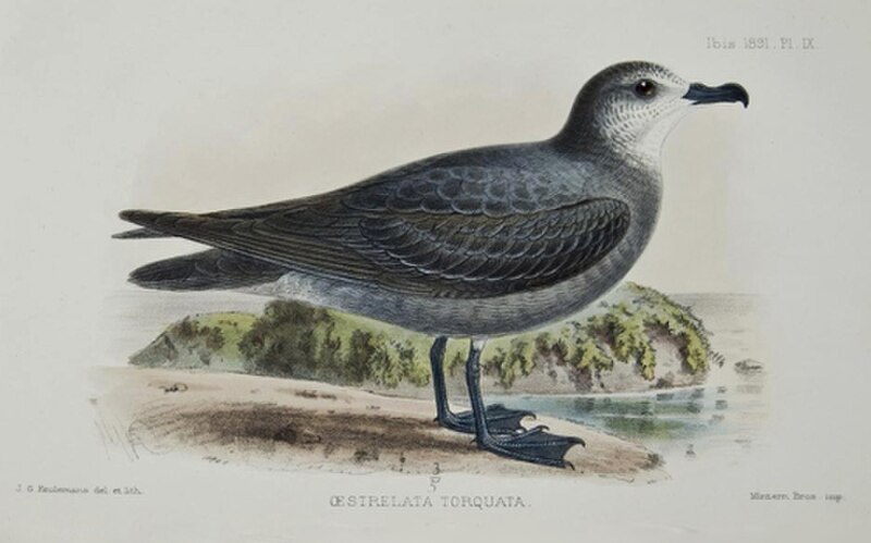 Collared Petrel (Pterodroma brevipes) photo