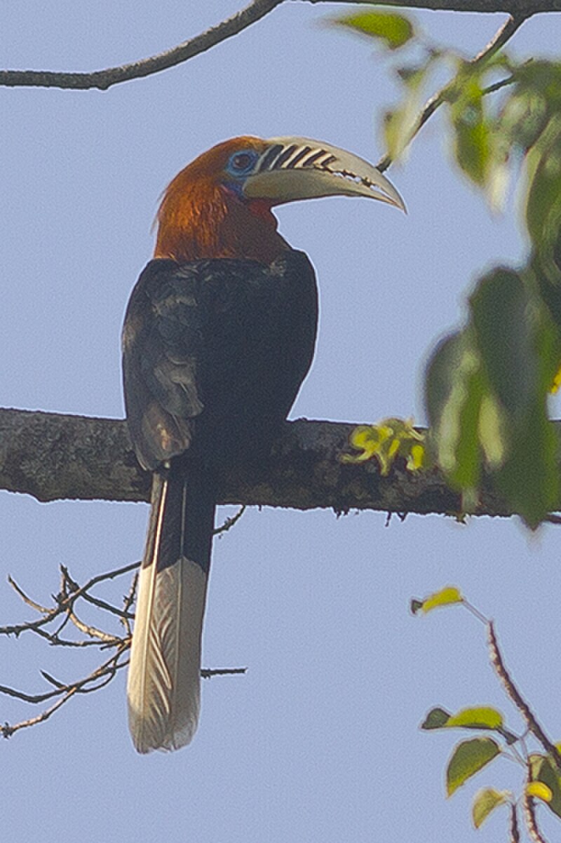 Rufous-necked Hornbill (Aceros nipalensis) photo