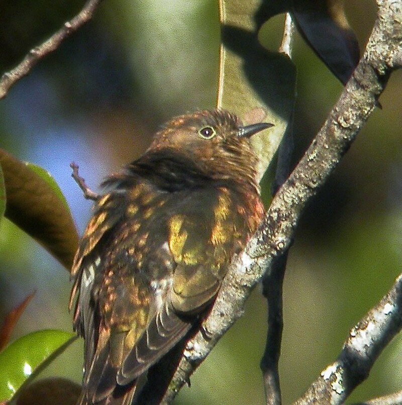 Rufous-throated Bronze-Cuckoo (Chalcites ruficollis) photo