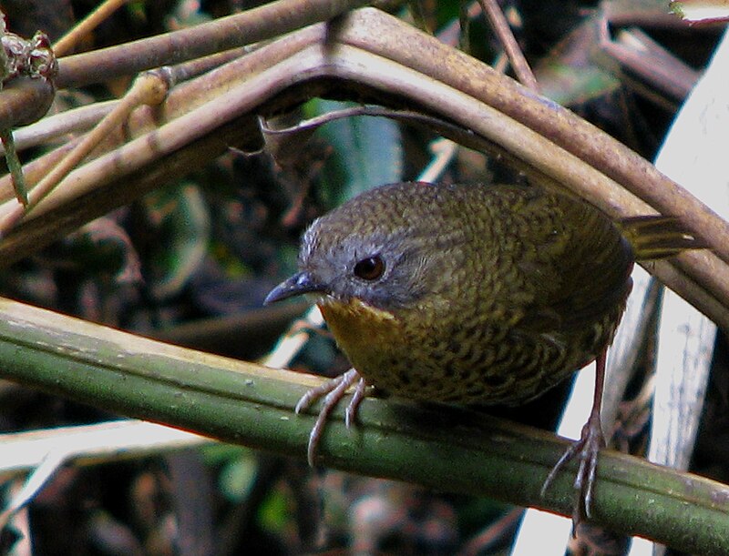 Rufous-throated Wren-Babbler (Spelaeornis caudatus) photo