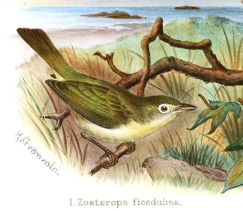 Principe White-eye (Zosterops ficedulinus) photo