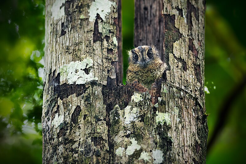 Vogelkop Owlet-nightjar (Aegotheles affinis) photo