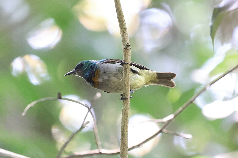 Yellow-chinned Sunbird (Anthreptes rectirostris) photo