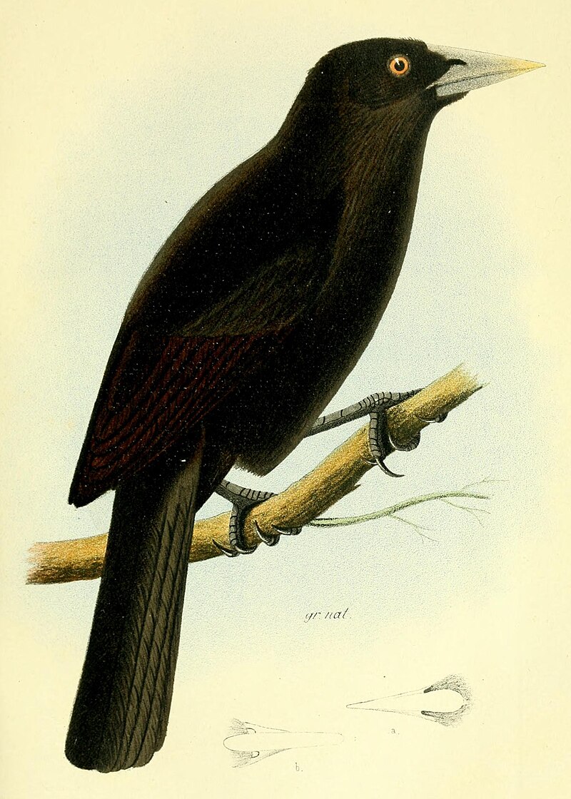 Ecuadorian Cacique (Cacicus sclateri) photo