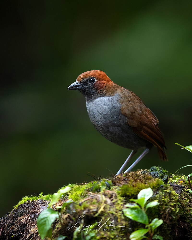 Chestnut-naped Antpitta (Grallaria nuchalis) photo