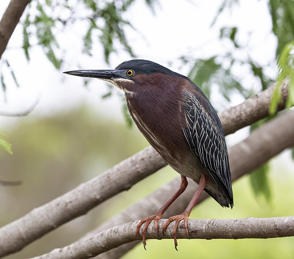 Green Heron (Butorides virescens)