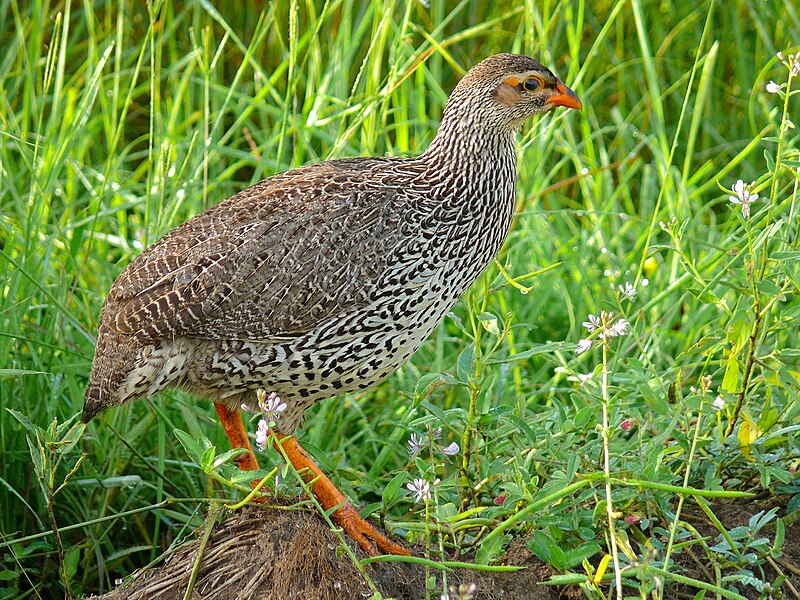 Heuglin's Spurfowl (Pternistis icterorhynchus) photo
