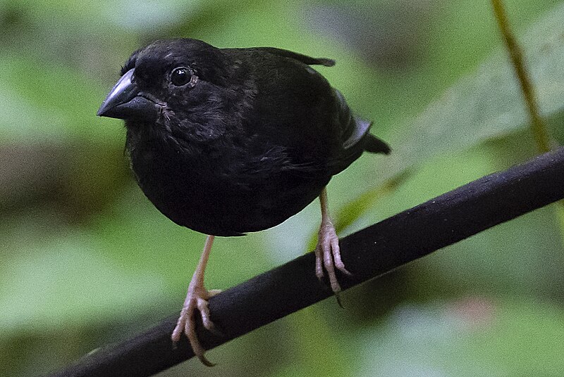 St. Lucia Black Finch (Melanospiza richardsoni) photo
