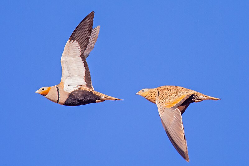 Black-bellied Sandgrouse (Pterocles orientalis) photo