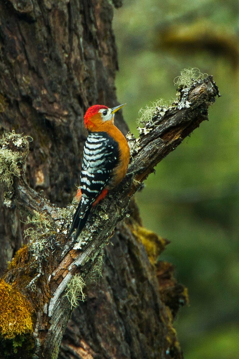 Rufous-bellied Woodpecker (Dendrocopos hyperythrus) photo
