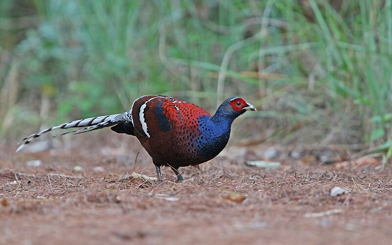 Mrs. Hume's Pheasant (Syrmaticus humiae) photo