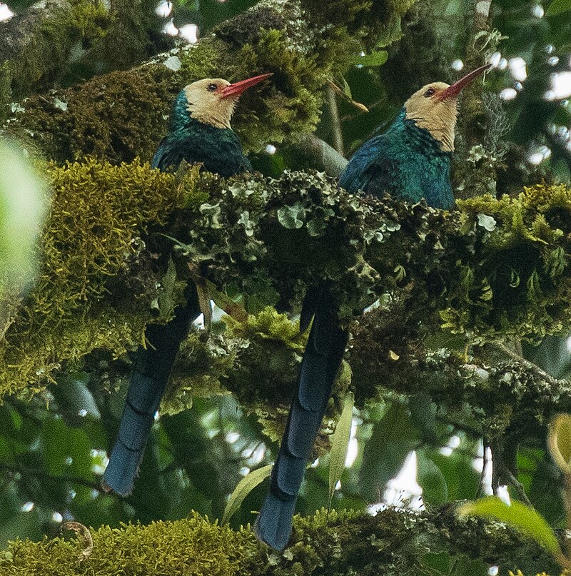 White-headed Woodhoopoe (Phoeniculus bollei) photo