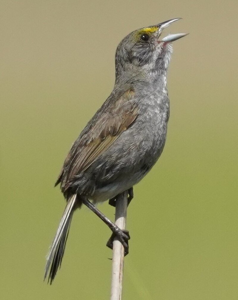 Seaside Sparrow (Ammospiza maritima) photo