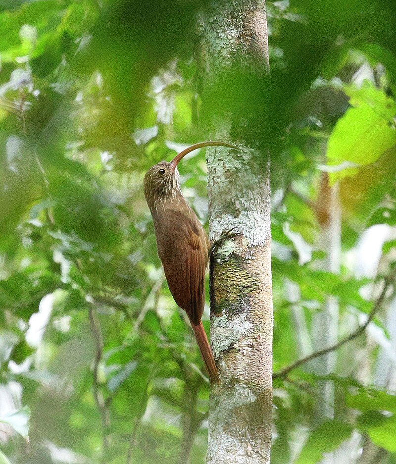 Tapajos Scythebill (Campylorhamphus probatus) photo