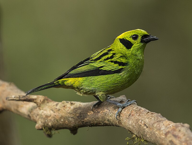 Emerald Tanager (Tangara florida) photo
