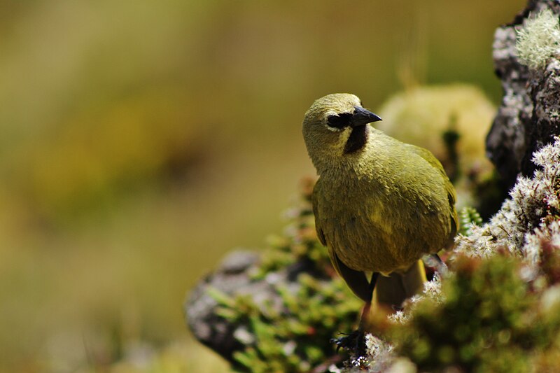 Gough Island Finch (Rowettia goughensis) photo