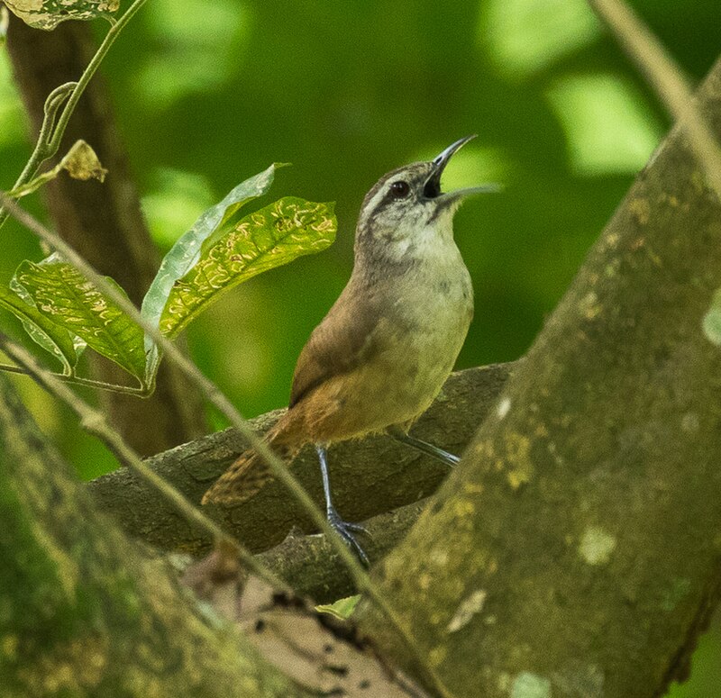 Isthmian Wren (Cantorchilus elutus) photo