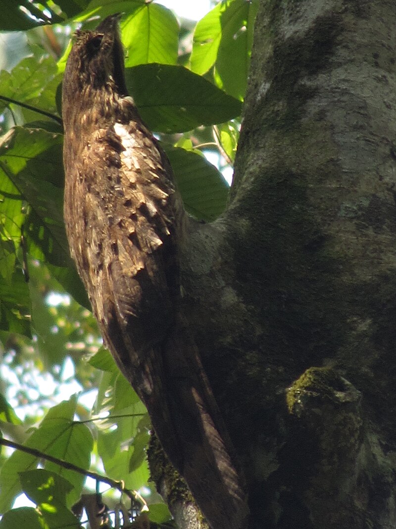 Long-tailed Potoo (Nyctibius aethereus) photo