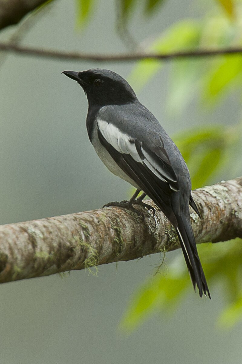 McGregor's Cuckooshrike (Malindangia mcgregori) photo