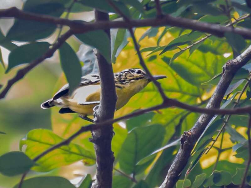 Sclater's Antwren (Myrmotherula sclateri) photo