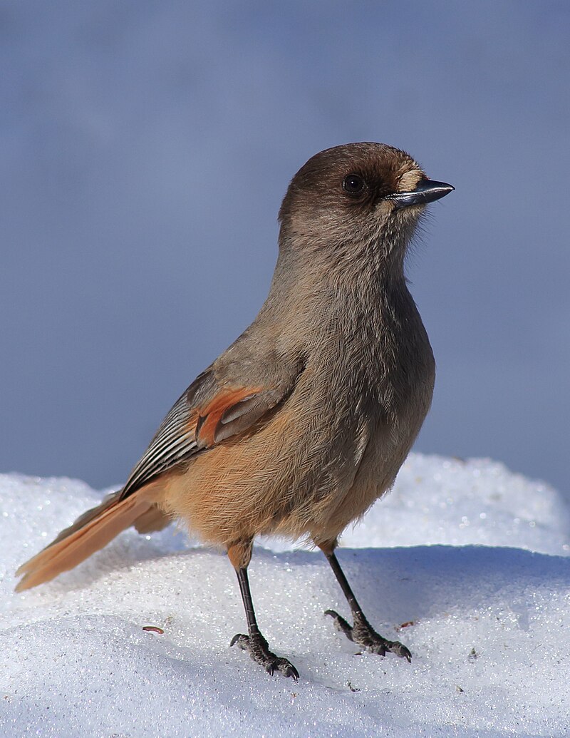 Siberian Jay (Perisoreus infaustus) photo