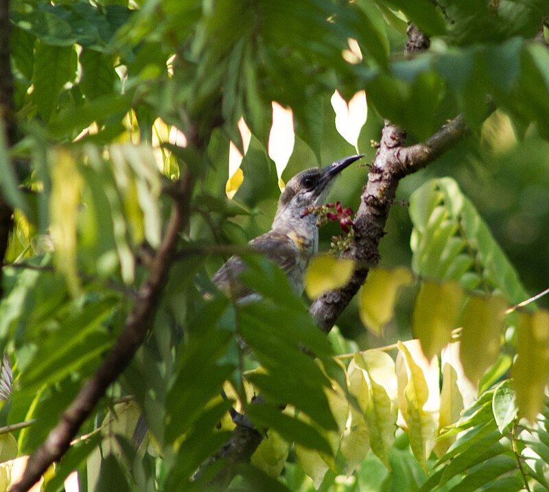 Timor Friarbird (Philemon inornatus) photo