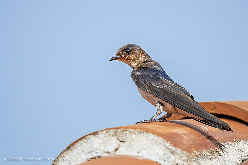 Gray-breasted Martin (Progne chalybea) photo