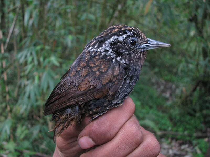 Sikkim Wedge-billed Babbler (Stachyris humei) photo