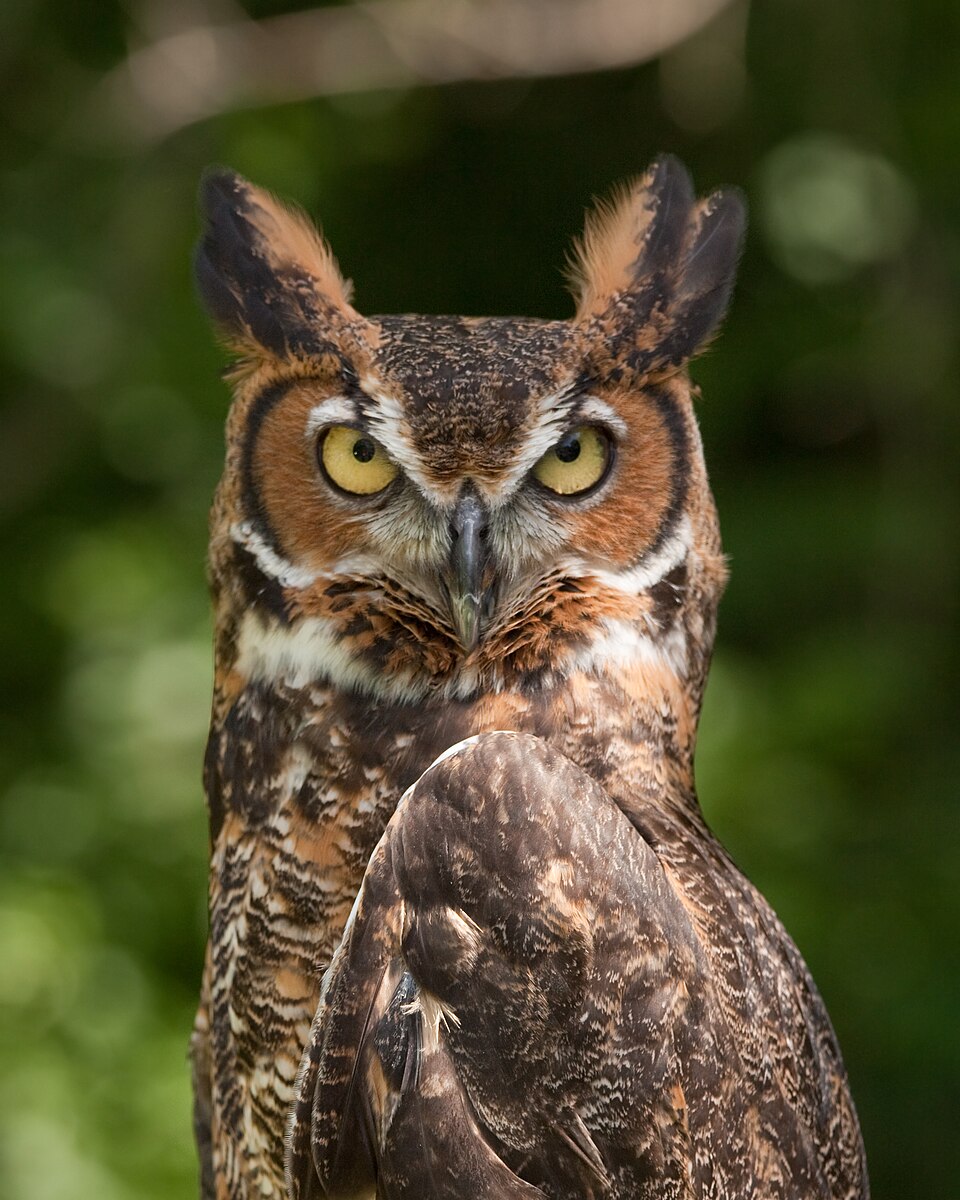 Great Horned Owl (Bubo virginianus)