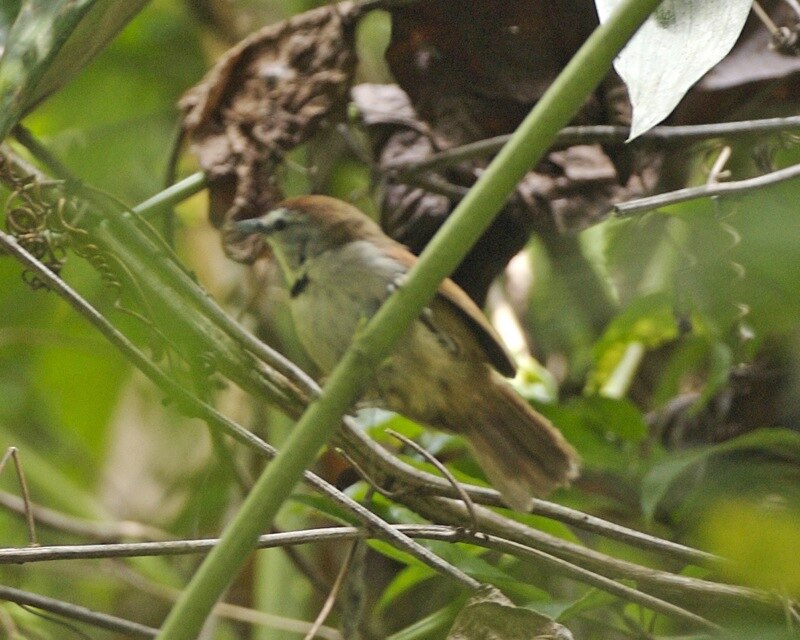 Crescent-chested Babbler (Cyanoderma melanothorax) photo
