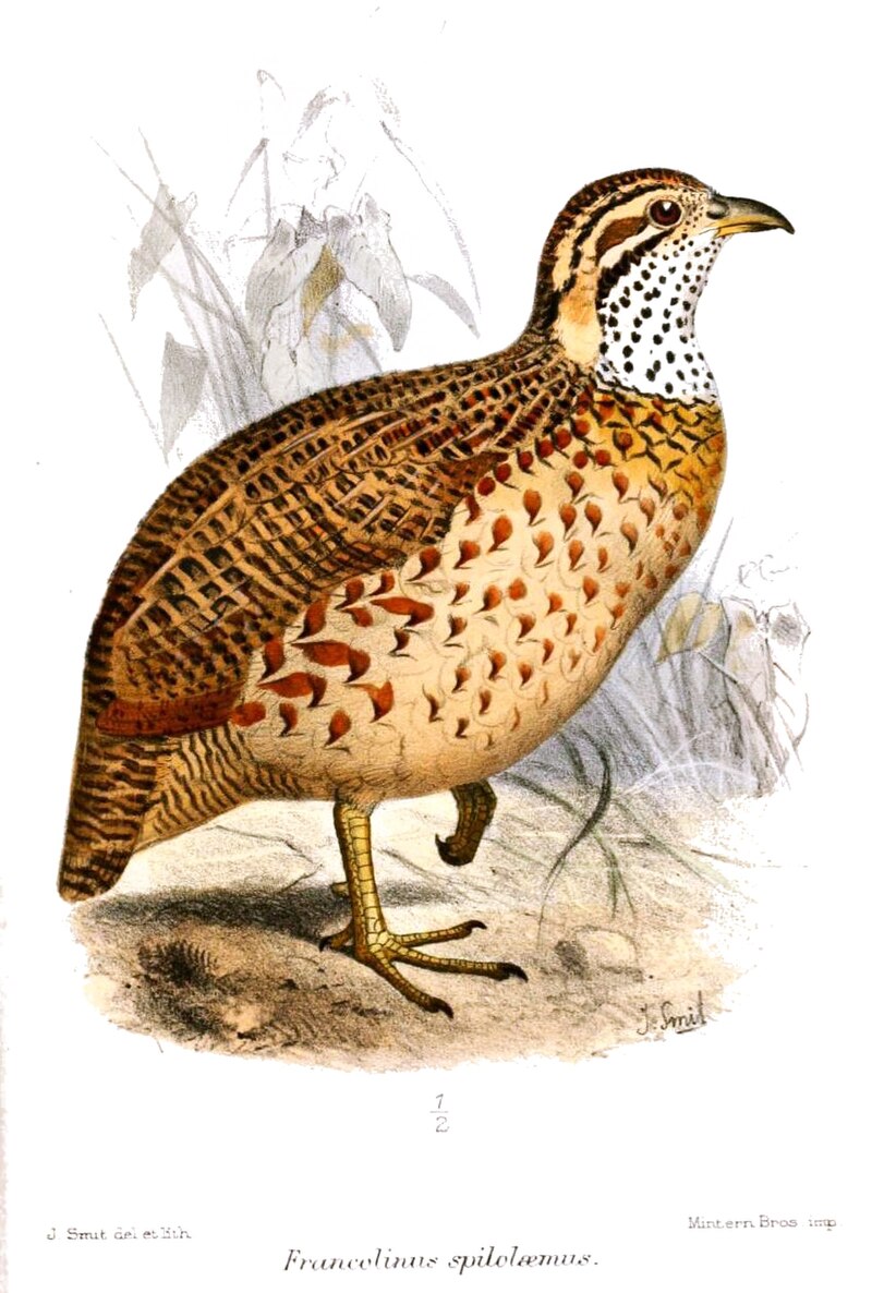 Moorland Francolin (Scleroptila psilolaema) photo