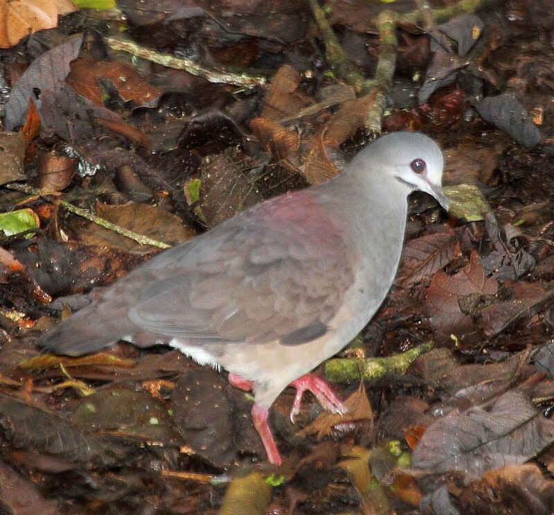 Purplish-backed Quail-Dove (Zentrygon lawrencii) photo