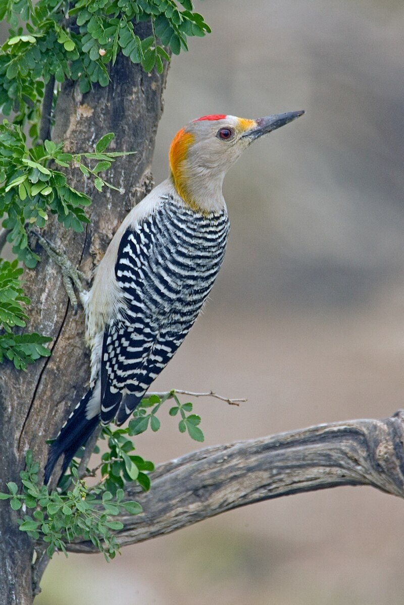 Golden-fronted Woodpecker (Melanerpes aurifrons) photo