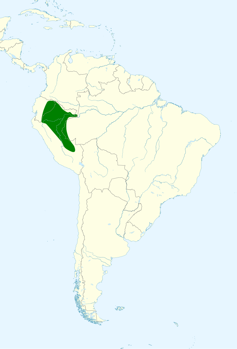 Buckley's Forest-Falcon (Micrastur buckleyi) photo