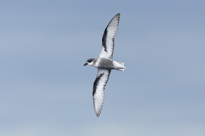 Mottled Petrel (Pterodroma inexpectata) photo