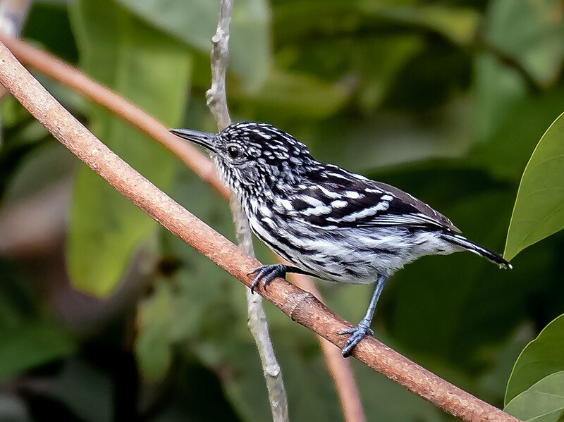 Cherrie's Antwren (Myrmotherula cherriei) photo
