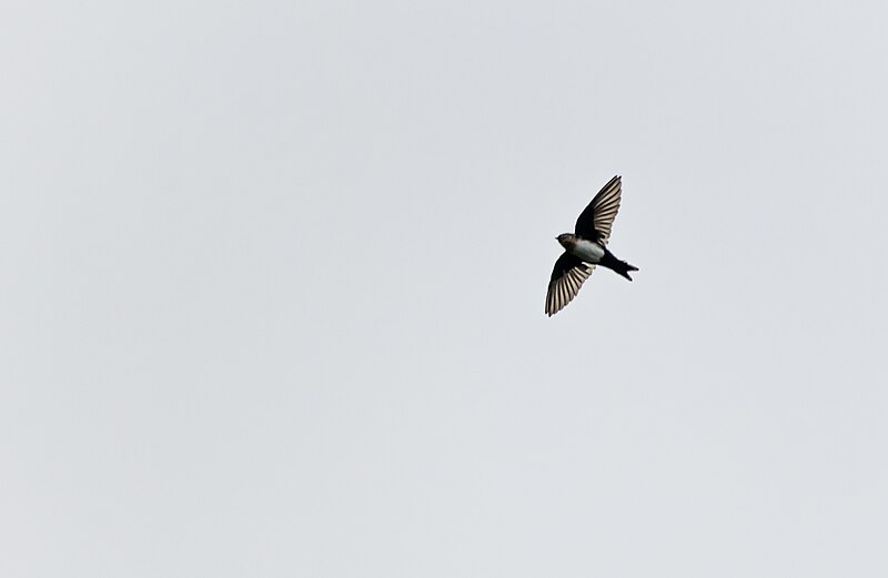Pale-footed Swallow (Orochelidon flavipes) photo