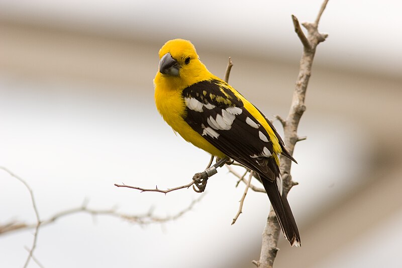Yellow Grosbeak (Pheucticus chrysopeplus) photo
