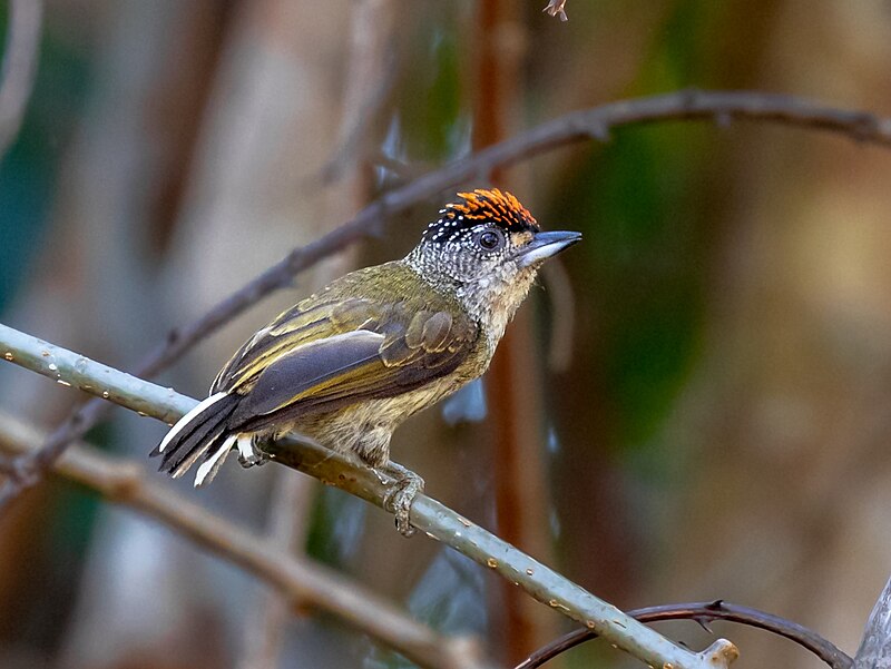 Fine-barred Piculet (Picumnus subtilis) photo
